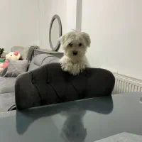 واگذاری فوری پامر مانتیپو|سگ|فولادشهر, مسکن مهر فولادشهر|دیوار