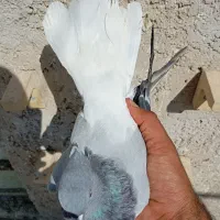 کفتر سینه سیاه و سبز دمسفید|پرنده|مرودشت, پشت سایپا‎|دیوار