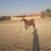 کره الماس انسیاتور|اسب و تجهیزات اسب‌سواری|خمینی‌شهر, |دیوار