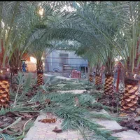 قطع نخل .هرس نخل .بریدن نخل از ریشه..تمیزکردن نخل|خدمات باغبانی و درختکاری|اهواز, گلستان|دیوار