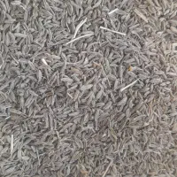 زیره سبز  امسال