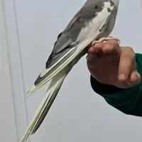 عروس هلندی دستی و سخن گو|پرنده|محمدشهر, محمدشهر|دیوار