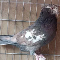 کبوتر|پرنده|تهران, دستغیب|دیوار