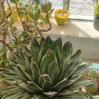 کاکتوس آگاو ویکتوریا مینیاتور|گل و گیاه طبیعی|تهران, ایوانک|دیوار