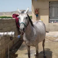 اسب مادیان|اسب و تجهیزات اسب‌سواری|ایلام, |دیوار