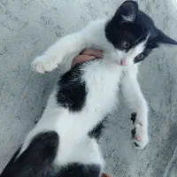 بچه گربه سه ماهه نر