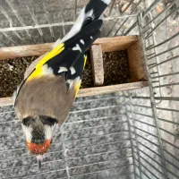 سهره|پرنده|شیراز, انجیر|دیوار