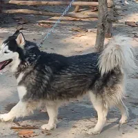 هاسکی|سگ|فاضل آباد, |دیوار