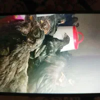 جوجه بلک استاراصل پامشگی