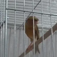 قناری سوخته|پرنده|تبریز, |دیوار