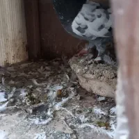 کبوتر|پرنده|رشت, شهرک صبا|دیوار