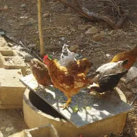 فروش جوجه محلی ۴ ماهه معاوضه با غاز