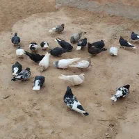 کبوتر|پرنده|اسفراین, |دیوار