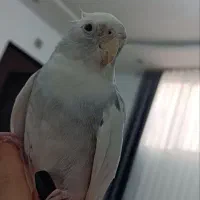 عروس هلندی تقریبا دستی سخنگو تو خونه ازاده همیشه