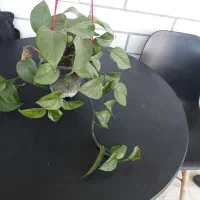 میز غذا ۴ نفره