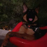 ژرمن ورک|سگ|بندرعباس, |دیوار