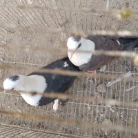 یک جفت کله سفید