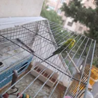 مرغ عشق نرو ماده|پرنده|کرج, شاهین‌ویلا|دیوار