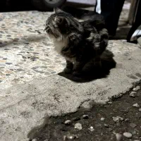 گربه پرشین|گربه|رشت, آتشگاه|دیوار