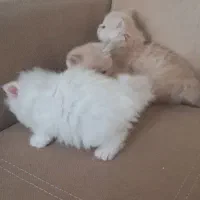 فروش بچه گربه های سلطنتی