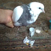 کبوتر طوقی|پرنده|تهران, اتحاد|دیوار