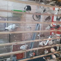 کبوترپرشی|پرنده|شهریار, شهرک مصطفی خمینی|دیوار