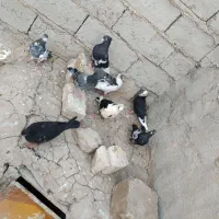 کبوتر|پرنده|زهک, |دیوار