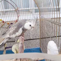 عروس هلندی مولد|پرنده|پاوه, |دیوار