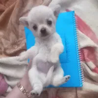 عروسک زنده شیطون بلا