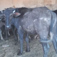گوساله گاومیش