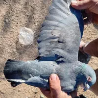 کبوتر پلاکی سیاه|پرنده|ساوه, |دیوار