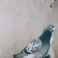 پلاکی نر|پرنده|لالجین, |دیوار