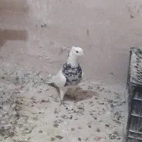 جوجه کربلایی کله سیاه|پرنده|مشهد, ادیب نیشابوری (شهرک غرب)|دیوار