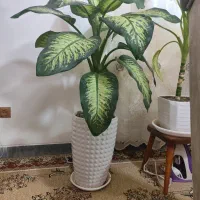 گل دیفن بسیار زیبا و سرحال|گل و گیاه طبیعی|خنداب, |دیوار