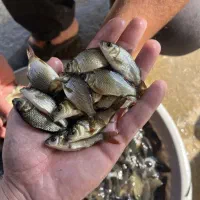 فروش انواع بچه ماهی ها|ماهی|آمل, |دیوار