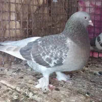 ترک ماده