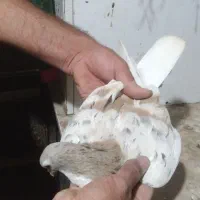 ساده هفت رنگ