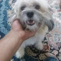 واگذاری تریر