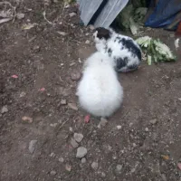 خرگوش لوپ  باردار