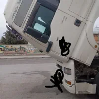 شراکت در کشنده