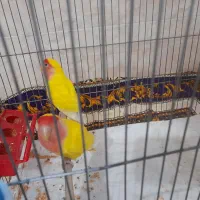 یک جفت طوطی برزیلی|پرنده|هشتگرد, هشتگرد قدیم|دیوار