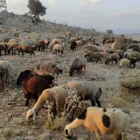 میش داشتی