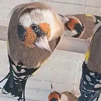 سهره دورگ گل بلند بسیار زیبا|پرنده|شیراز, باغشهر قصر سبز|دیوار