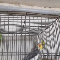 عروس و مرغ عشق|پرنده|بومهن, |دیوار