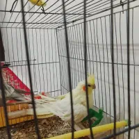 عروس هلندی نروماده