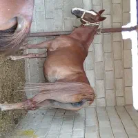 اسب مادیان|اسب و تجهیزات اسب‌سواری|شیراز, سلطان آباد|دیوار