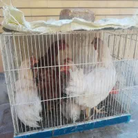 مرغ|حیوانات مزرعه|مشهد, تربیت (صدف)|دیوار