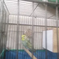 مرد عشق پرنده|پرنده|قم, علی آباد سعدگان|دیوار