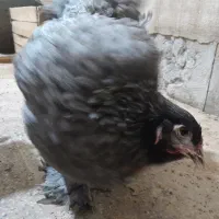 تخم نطفه دار برهما