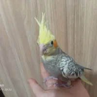 عروس هلندی|پرنده|خوانسار, |دیوار